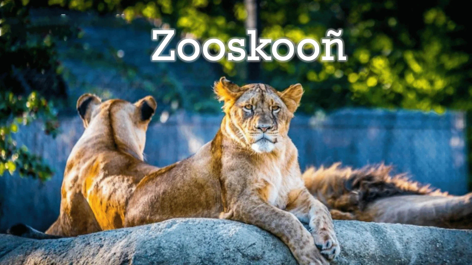 Zooskooñ: A Linguistic Phantom of the Digital Age